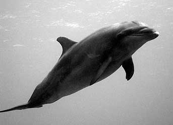 delfino Iles des Pins