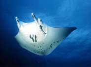 manta in nuova caledonia