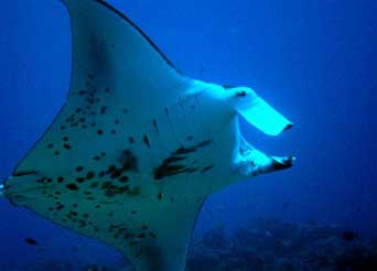 Manta