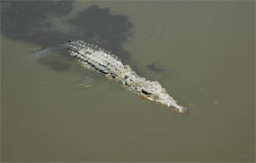 coccodrillo cuba