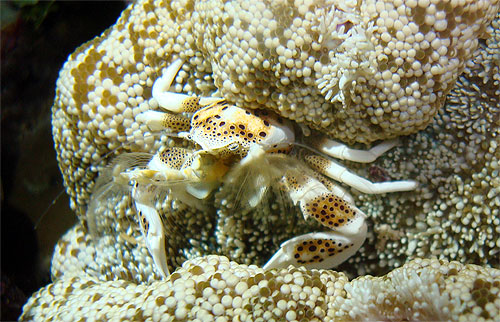 granchio bianco su corallo