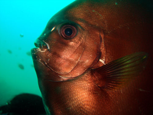 pesce tropicale filippine