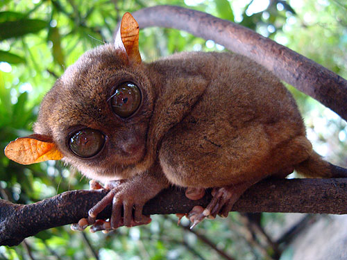 Tarsier scimmia occhi giganti foresta