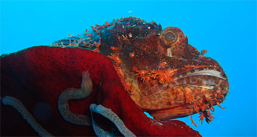 jackfish immersione subacquea a panglao