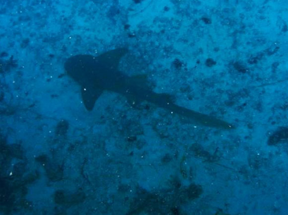 squalo nurse shark