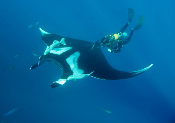 manta