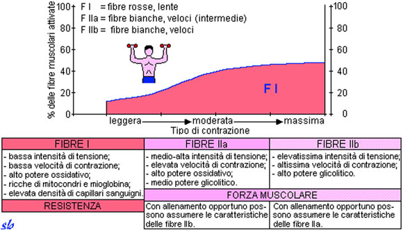 schema dell'allenamento per la subacquea