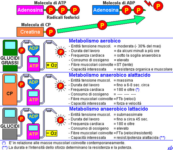 schema metabolico del fitness