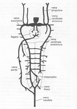 schema apparato circolatorio dei pesci