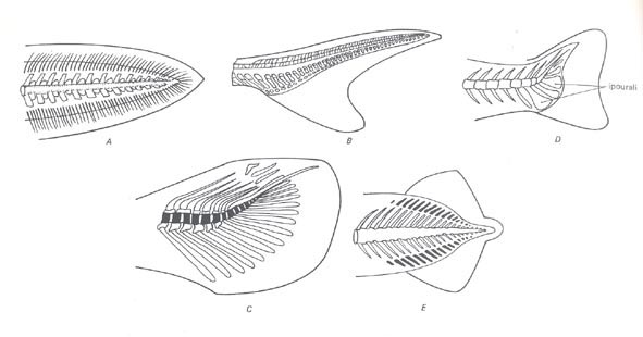 aspetti della pinna caudale