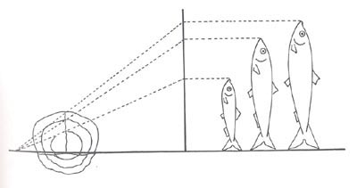anatomia dei pesci, schema crescita squame