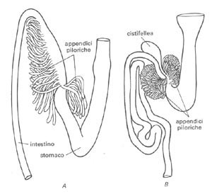 appendici piloriche dei pesci