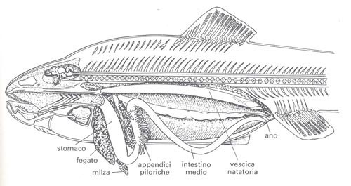 struttura apparato digerente dei pesci