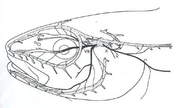 Ramificazioni cefaliche del sistema della linea laterale.
