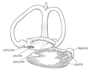 schema uditivo di un pesce - anatomia dei pesci