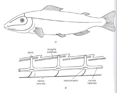 linea laterale di un pesce- anatomia