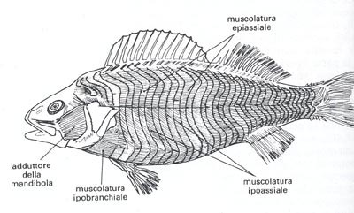 schema muscolare di un pesce