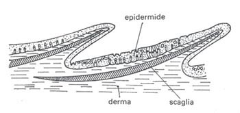 anatomia dei pesci, epidermide delle squame
