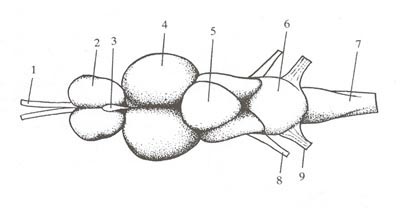 l'anatomia del cervello di un pesce