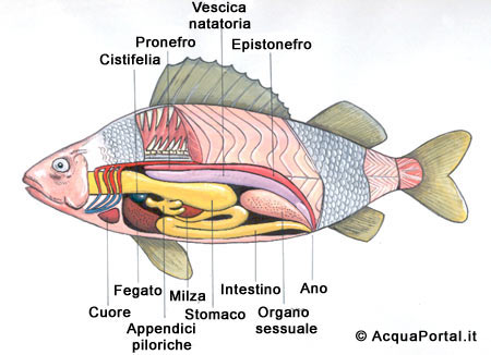 Anatomia di un pesce
