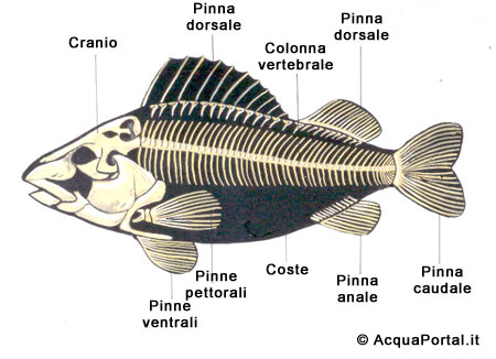 anatomia dei pesci, Struttura ossea 