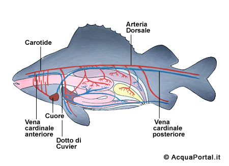 apparato circolatorio dei pesci