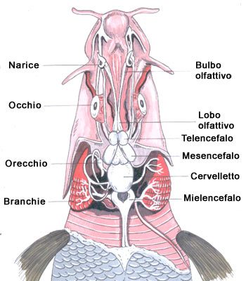 anatomia dell'apparato nervoso dei pesci 