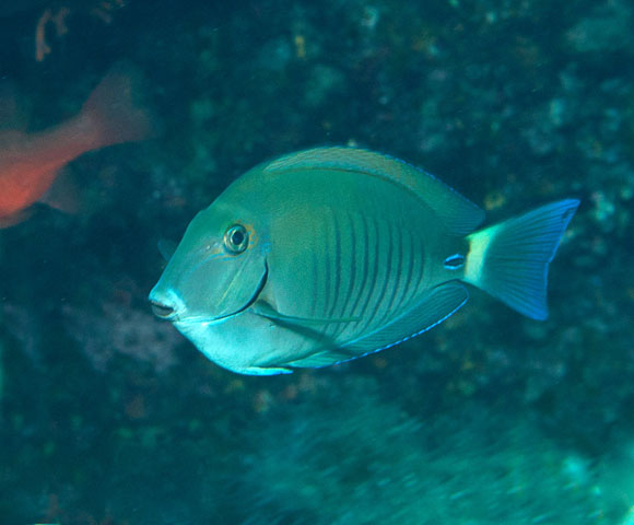 pesce chirurgo mediterraneo