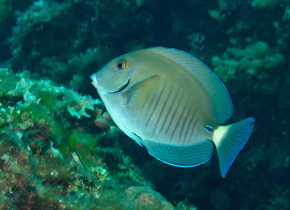 pesce chirurgo mediterraneo