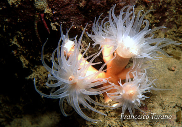 il corallo giallo, Dendrophyllia ramea