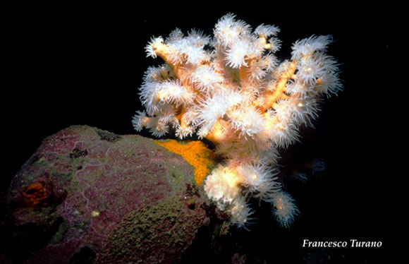 il corallo giallo, Dendrophyllia ramea