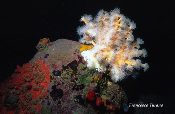 il corallo giallo, Dendrophyllia ramea