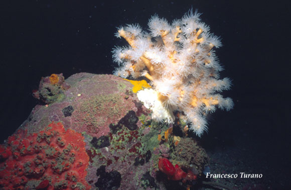 il corallo giallo, Dendrophyllia ramea