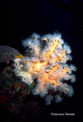 il corallo giallo, Dendrophyllia ramea