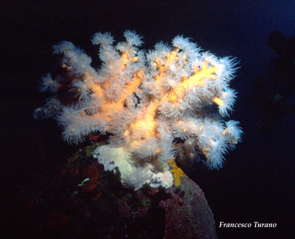 il corallo giallo, Dendrophyllia ramea