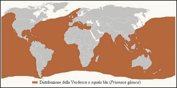 mappa che mostra la distribuzione della verdesca negli oceani