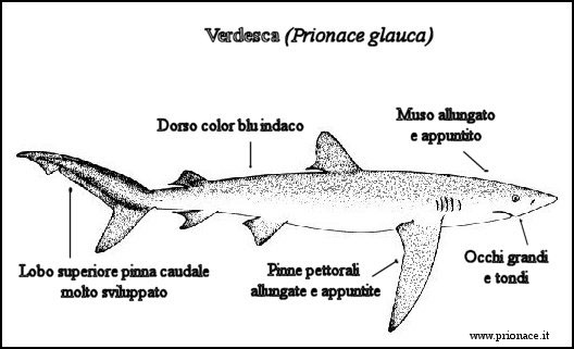 Verdesca biologia e conformazione pinne