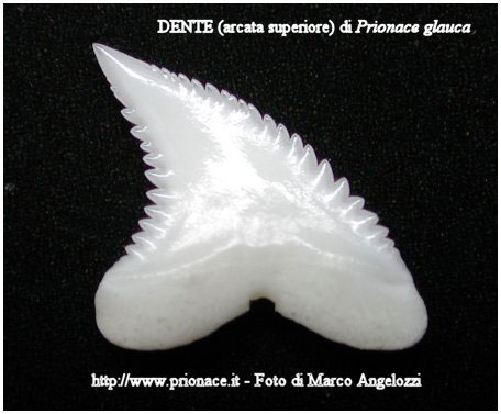 dente di squalo di prionace glauca