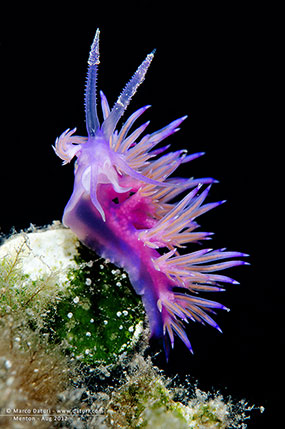 flabellina