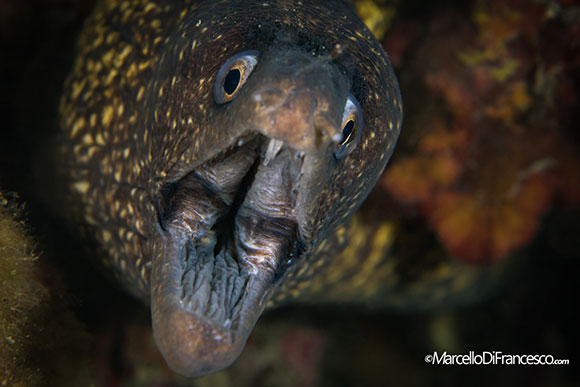 murena