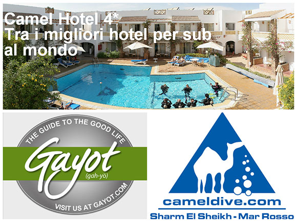 Camel Dive Club & Hotel