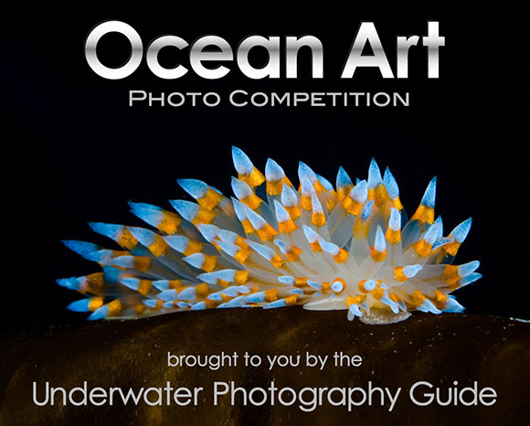 2014 Ocean Art Photo Competition