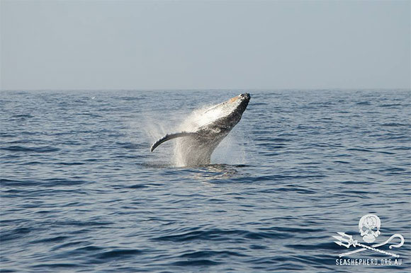 balene sea shepherd