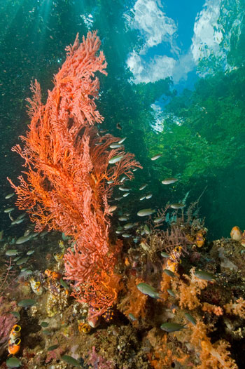 Reef corallo in Indonesia