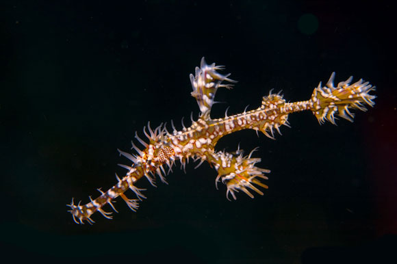 Ghost pipe fish