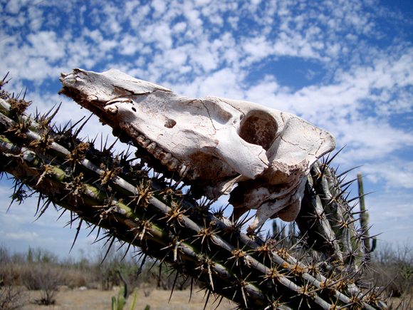 Immersioni in Baja California Sur