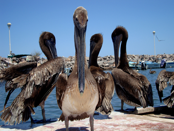 Immersioni in Baja California Sur