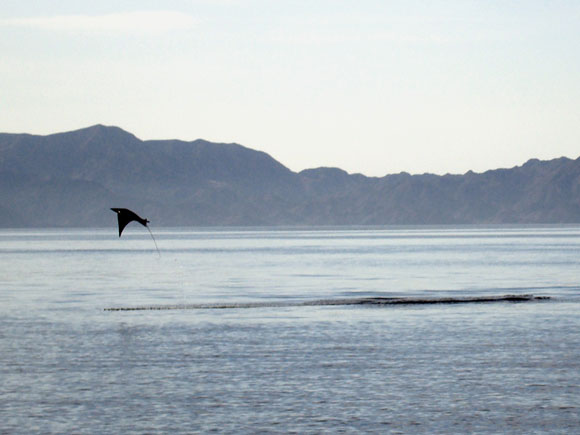 Immersioni in Baja California Sur