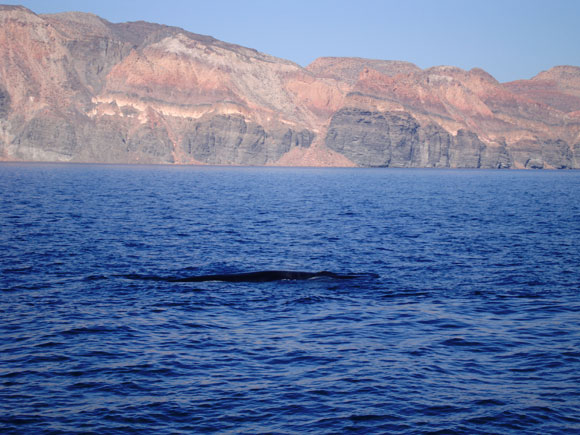 Immersioni in Baja California Sur