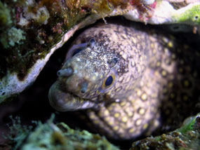 Immersioni in Baja California Sur